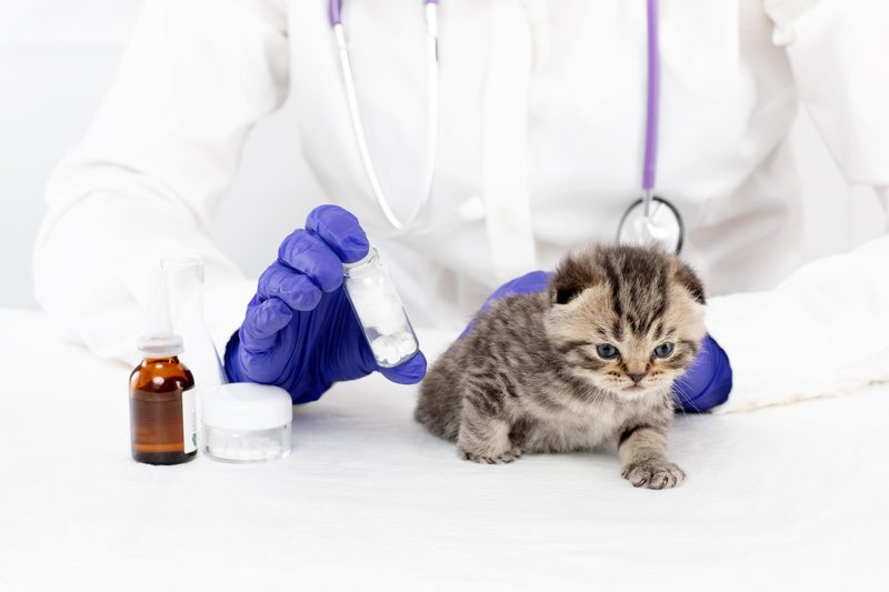 Diagnóstico veterinario avanzado con radiología y análisis en Badajoz