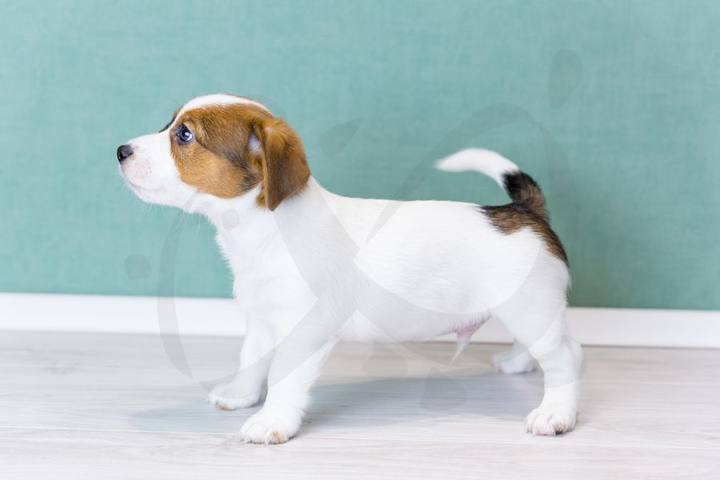 Cachorro de Jack Russell terrier de pie en la clínica veterinaria