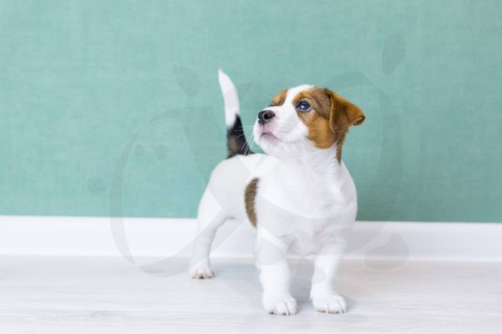 Cachorro de Jack Russell terrier sentado mirando de lado