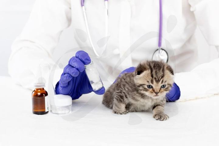 Veterinario auscultando a un gatito gris en la consulta