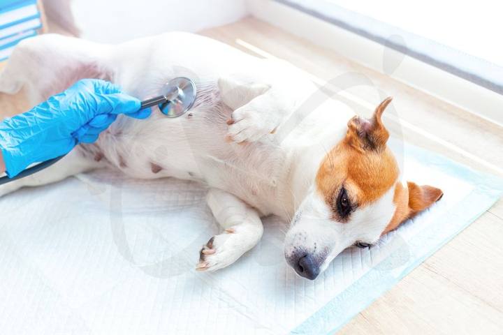 Dos perros Jack Russell sobre la mesa de exploración veterinaria