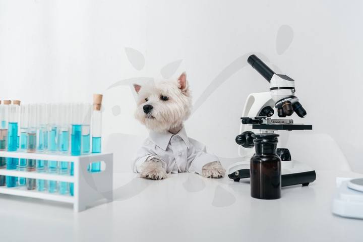 Perrito blanco junto a un microscopio y tubos de laboratorio