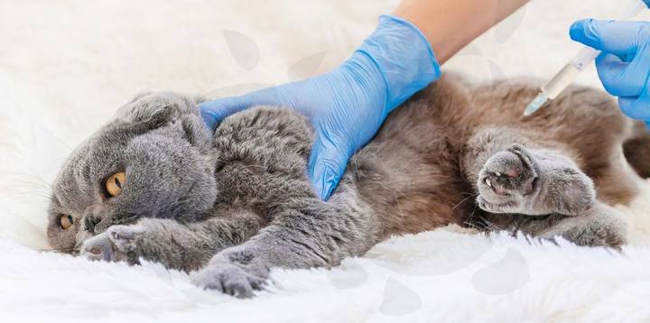 Gatos Scottish Fold grises atendidos en la clínica veterinaria