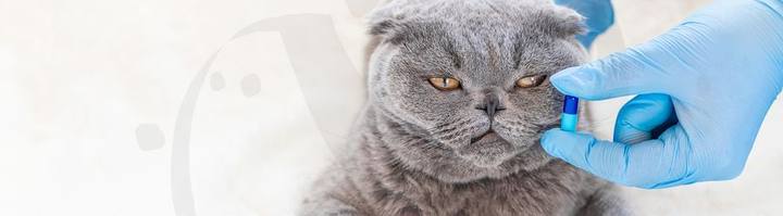 Gato gris recibiendo una vacuna de manos de un veterinario