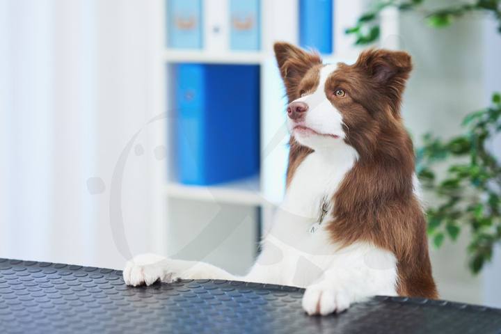 Perro pequeño sentado en la camilla junto a la ventana de la consulta