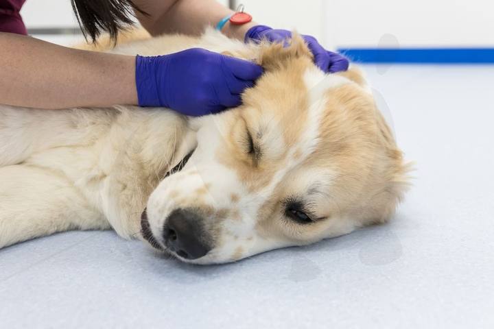 Cachorro de golden retriever en revisión sobre la mesa de exploración