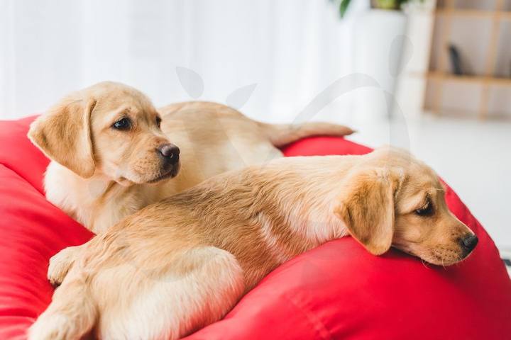 Cachorros de golden retriever sobre un cojín rojo