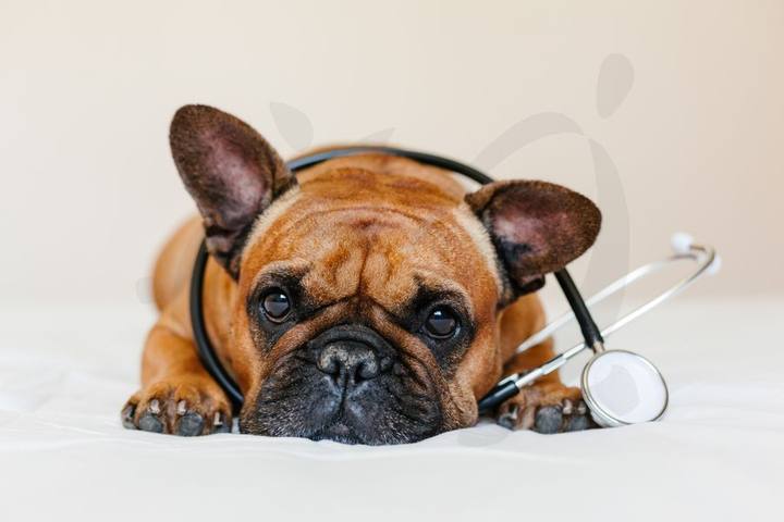 Bulldog francés tumbado con un estetoscopio en la consulta