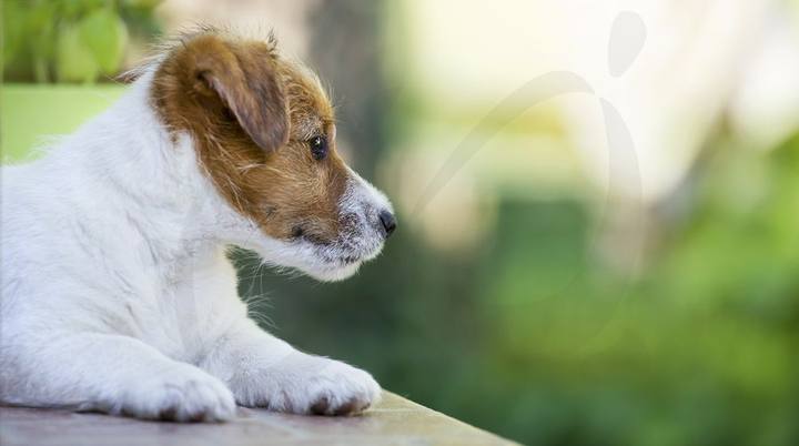 Cachorro de Jack Russell sentado al aire libre