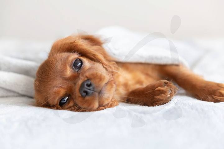 Perro de pelo dorado descansando sobre una cama blanca