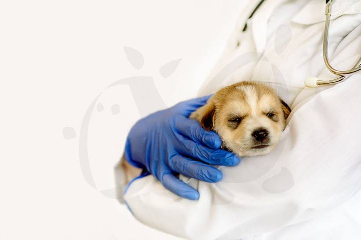Cachorro sostenido por manos con guantes y estetoscopio