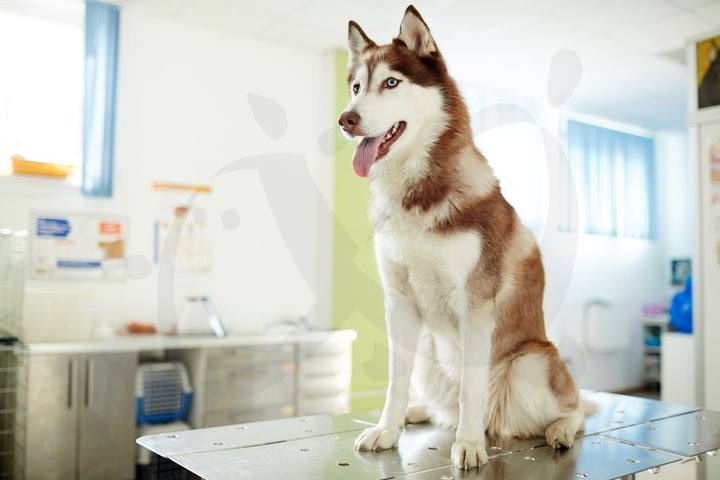 Perro tipo akita sentado en la sala de consulta veterinaria