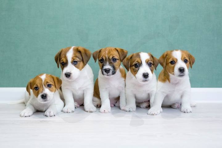 Tres cachorros de Jack Russell sentados juntos