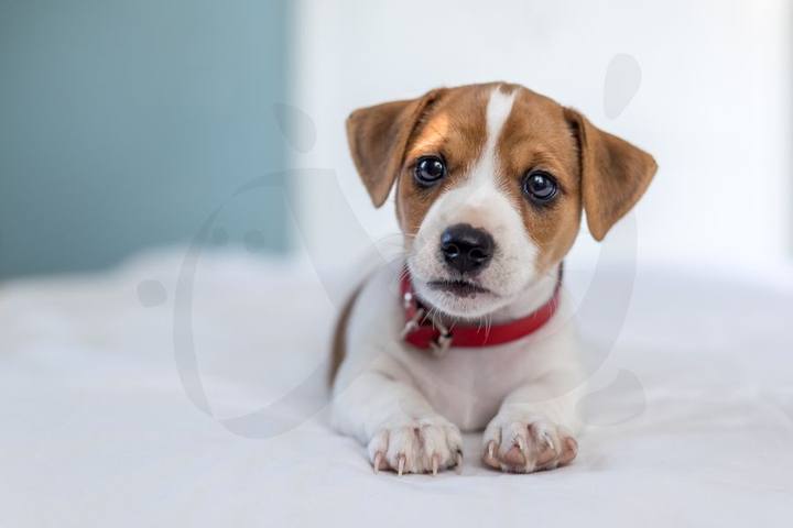 Cachorro de Jack Russell con collar rojo