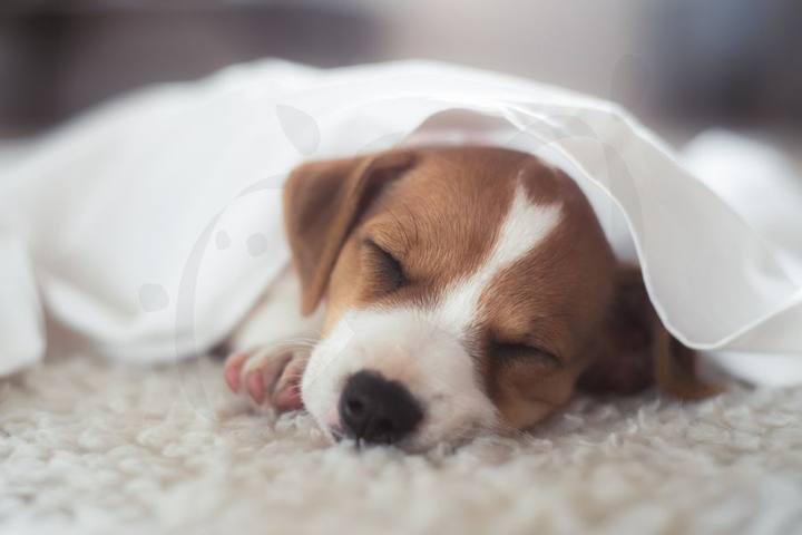 Perro Jack Russell envuelto en una manta blanca