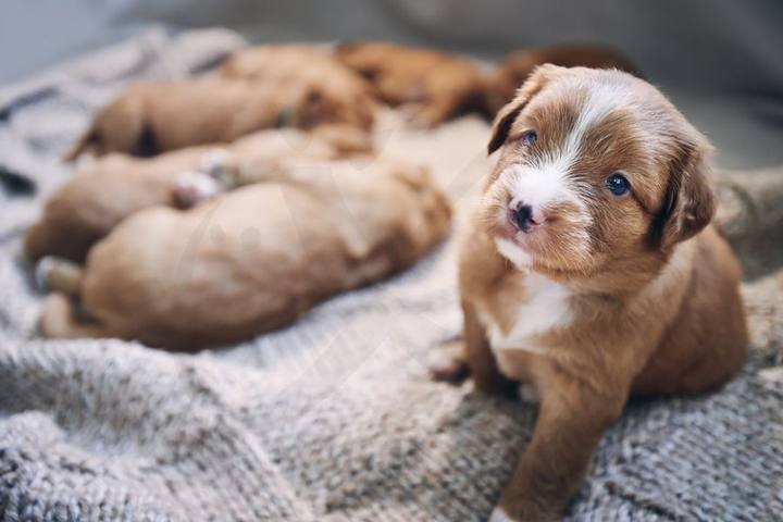 Camada de cachorros descansando sobre una manta