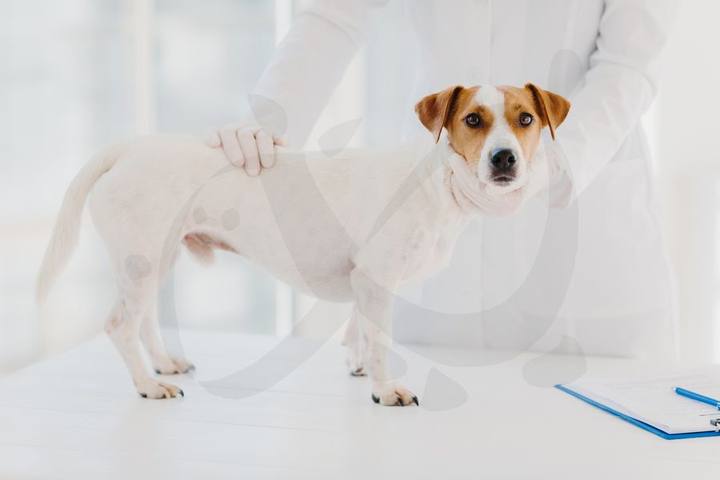 Perro Jack Russell con collar isabelino de recuperación