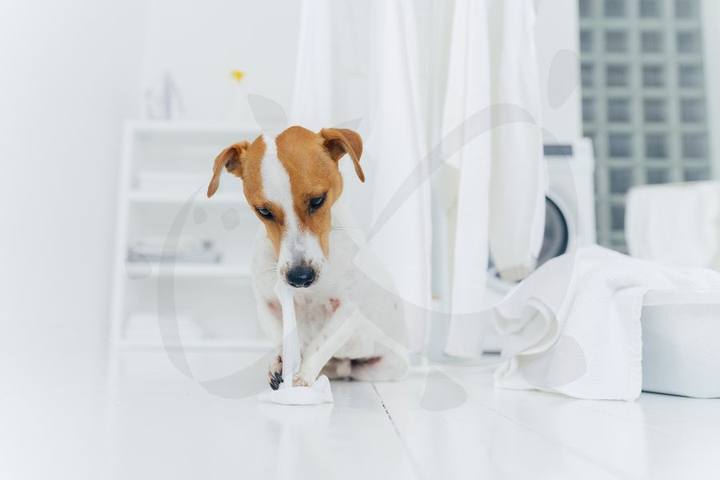 Perro Jack Russell en una sala de la clínica veterinaria