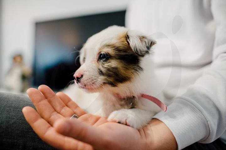 Cachorro recién nacido sostenido en la palma de la mano