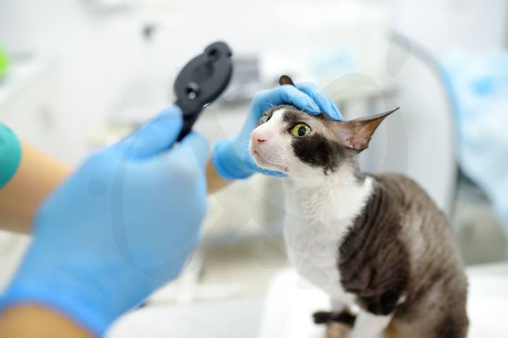 Gatito explorado por un veterinario con guantes