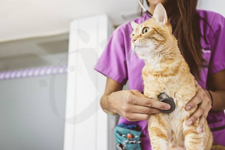 Veterinaria sujetando a un gato durante la consulta