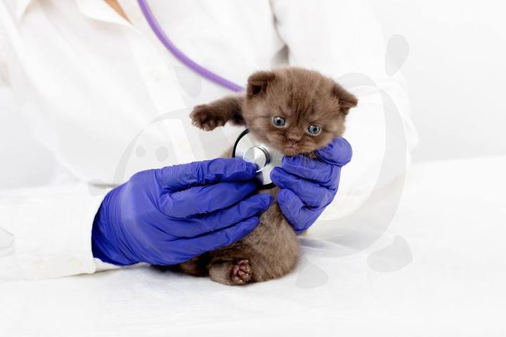 Cachorro envuelto en una toalla azul con estetoscopio