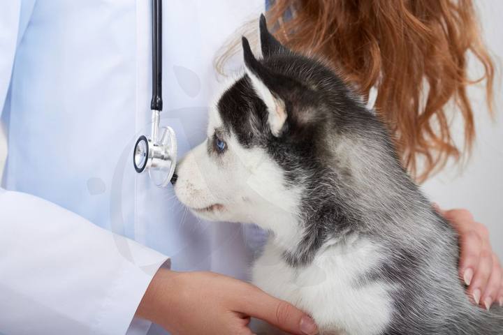 Veterinaria sosteniendo a un cachorro de husky