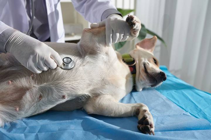 Perro sobre la mesa de quirófano durante una intervención
