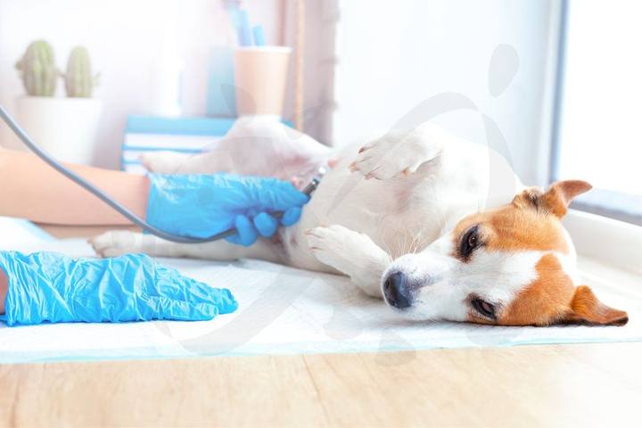 Perro sobre un paño quirúrgico azul preparado para cirugía