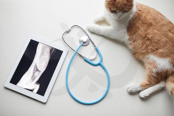 Gato junto a un estetoscopio y equipo de diagnóstico